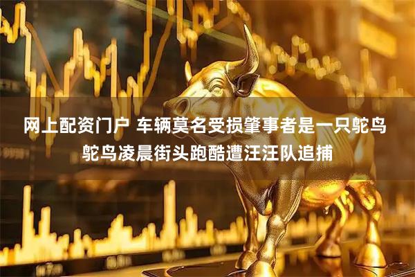 网上配资门户 车辆莫名受损肇事者是一只鸵鸟 鸵鸟凌晨街头跑酷遭汪汪队追捕